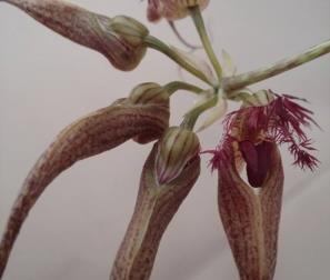 Bulbophyllum primo piano 
