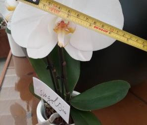 fiore del Singolo di Phlalaenopsis 