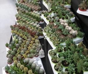 Tante miniature di cactus 