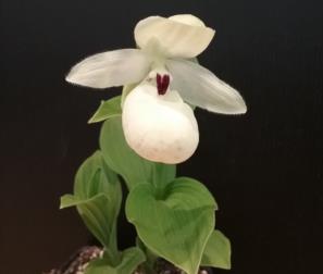 cypripedium flavum alba 