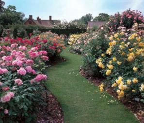 il giardino david austin rose 
