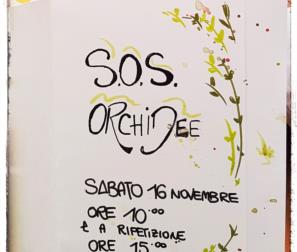 sos orchidea 